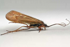 Fiche-Trichopteres-Limnephilus-auricula-entomopix-FR